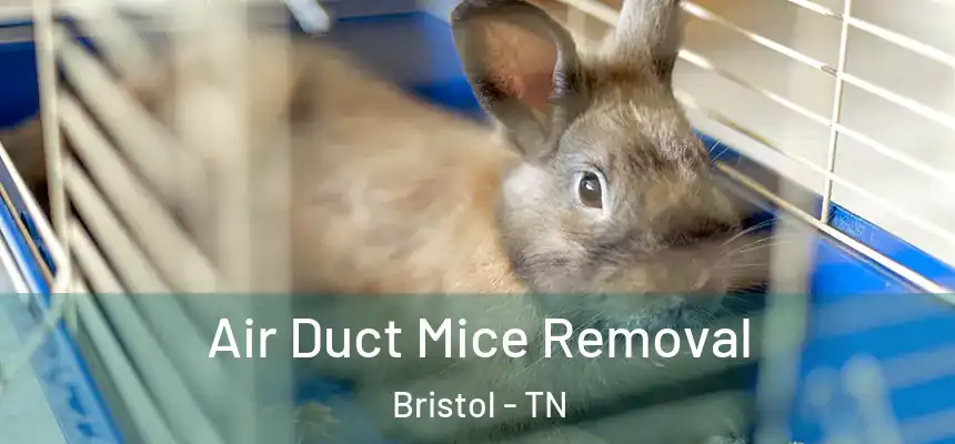  Air Duct Mice Removal Bristol - TN